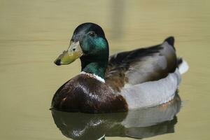 maschio mallardo o selvaggio anatra, anas platyrhynchos, ritratto foto