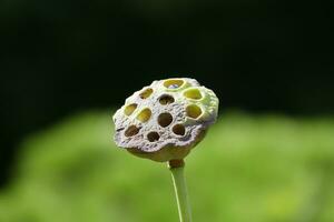 un' fiore con fori su esso è su un' stelo foto