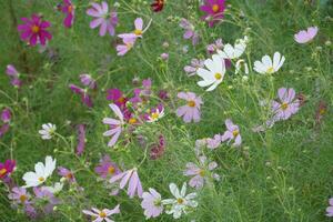 un' prato di selvaggio fiori nel il mezzo di un' campo foto