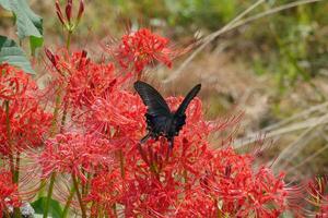 iridescente farfalle e rosso ragno gigli foto