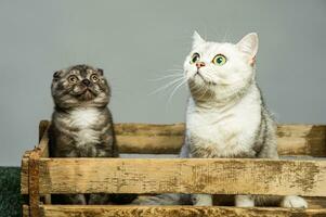 Due grigio gatti con bellissimo occhi su un' grigio sfondo. foto