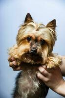 giovane esposizione yorkshire terrier nel studio interno foto