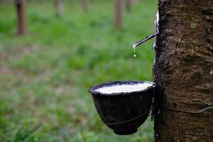 il lattice lattiginoso fresco scorre in una ciotola di plastica dall'albero di gomma para foto