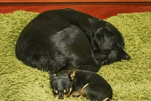 chihuahua tricolore cane e nero labrador cane da riporto siamo addormentato nel letto. animali domestici siamo riposo. animali. foto