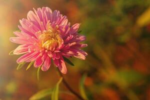 rosa astro su un autunno sfondo. un' fiore nel luce del sole. foto