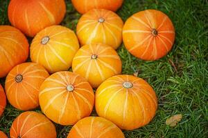 un' lotto di maturo arancia zucche di piccolo dimensione menzogna su il erba. raccolta. Halloween foto