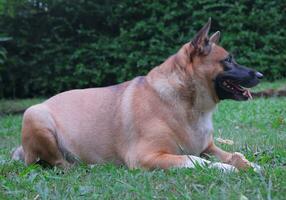 Marrone cane misto razza cane all'aperto su un' verde prato. tailandese cane foto