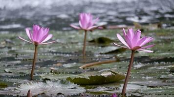 tre rosa fiori su il lago nel il pioggia foto