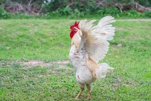 gallina bianca che cammina nella fattoria della natura.