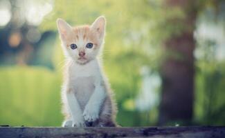 adorabile gattino seduto a fissare qualcosa. foto