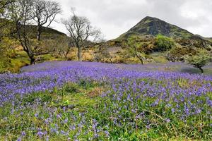 campanule rannerdale in piena fioritura foto