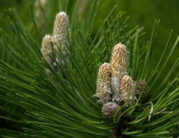 nero pino, pinus negra foto