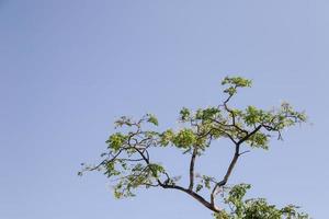 ramo di un albero. foglie verdi sullo sfondo del cielo. foto