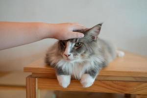 primo piano di un gatto a terra, animale domestico foto