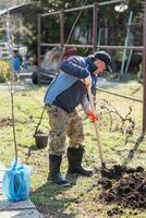 un' uomo è piantare un' giovane albero. il contadino è scavando il terra con un' pala per un' piccolo piantina. il concetto di protezione di il ambiente e ecologia foto