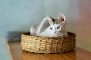 primo piano di un gatto a terra, animale domestico foto