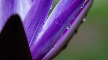 primo piano bellissimo fiore di loto in stagno, gocciolina d'acqua su lotus foto