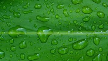 acqua in congedo sfondo, foglia verde natura foto