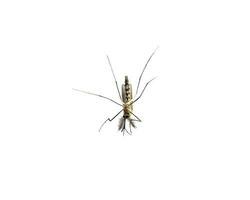 zanzara specie Aedes aegyti dormire Aperto foto