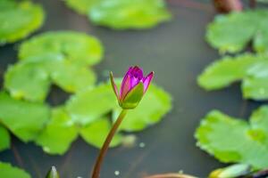 bella ninfea viola o fiore di loto in stagno. foto