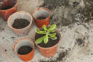 femmina piantare casa impianti. giovane mezzo orientale donna piantare fiore nel il pentola. ragazza giardinaggio. Casa moglie trapianto pianta in un' nuovo pentola foto