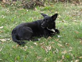 cane nero nell'erba