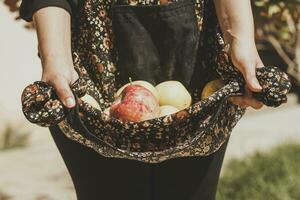 donna Tenere appena raccolto autunno mele. raccolta stagione, Mela giardino foto