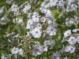 fiorellini bianchi di phlox maculata reine de jour foto