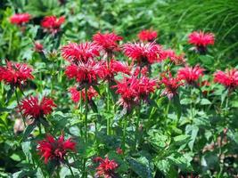 ape rossa balsamo fiori varietà monarda cambridge scarlet
