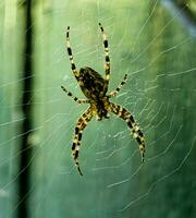 femmina araneus cavatico su un' ragnatela. attraversare ragni siamo notturno. sfocato verde sfondo. foto