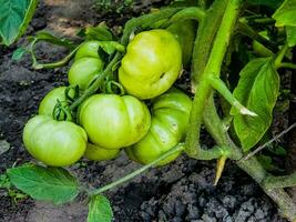 verde biologico pomodori su vite, pomodori in crescita su il campo foto