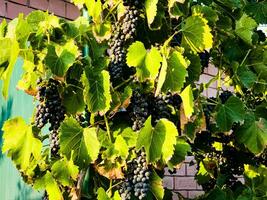 maturo buio vino uva crescere su il cespugli. grappoli di vino uva siamo pronto per raccolto. foto