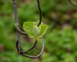 avvicinamento di il mini cuffie, stelo e piccolo giovane verde le foglie di sorbus latifolia. soleggiato primavera giorno . foto