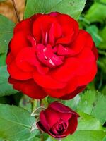 balmoral rosa vicino su. confine rosa con buio rosso fiori. foto