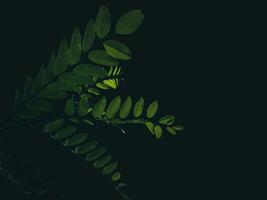 rami con verde le foglie su un' buio sfondo foto