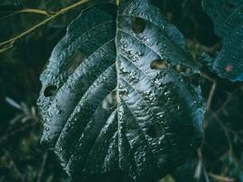 primo piano della foglia verde foto