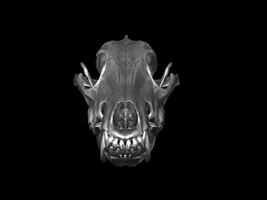 metallo lupo cranio con grande denti - davanti Visualizza foto