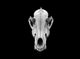 bianca lupo cranio - davanti Visualizza - isolato su nero sfondo foto