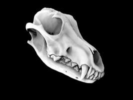 solido bianca lupo cranio - modello foto