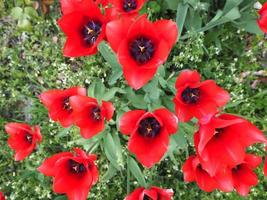 fiore di tulipani rossi