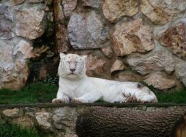 bianca tigre riposo di il muro di roccia foto