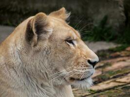 bianca leonessa avvicinamento - profilo tiro foto