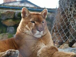 Puma ritratto tiro foto