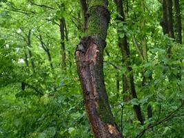 bagnato albero abbaiare - piccolo albero foto