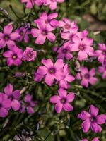 piccolo selvaggio viola fiori foto