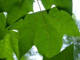 sicomoro albero le foglie - avvicinamento tiro foto
