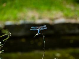 bellissimo blu chaser libellula foto