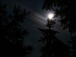 luminosa chiaro di luna al di sopra di abete rosso alberi foto