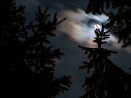 luminosa chiaro di luna al di sopra di abete rosso alberi foto