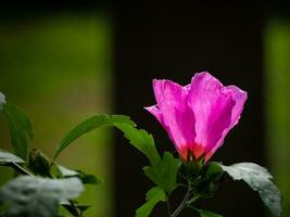 bellissimo selvaggio rosa fiore - avvicinamento tiro foto